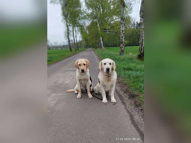 Liebevoller und kerngesunder Labrador Jungrüde in gelb sucht...