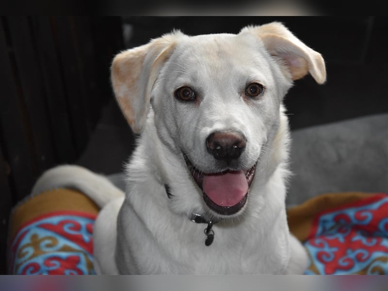 Labrador-Australian Shepherd Mix