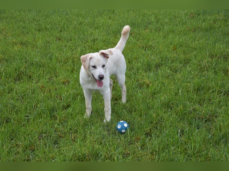 Labrador-Australian Shepherd Mix