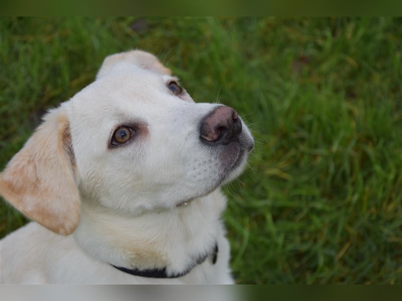 Labrador-Australian Shepherd Mix