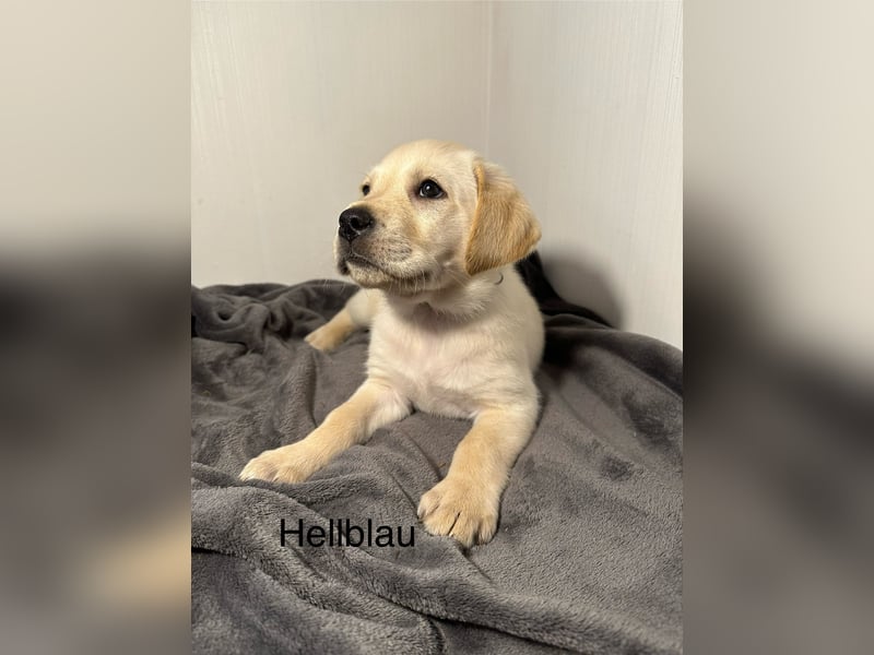 Labrador Welpen gelb, Creme, Ahnenpass, Zucht, abgabebereit