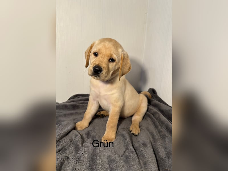 Labrador Welpen gelb, Creme, Ahnenpass, Zucht, abgabebereit