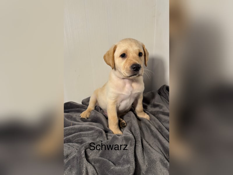 Labrador Welpen gelb, Creme, Ahnenpass, Zucht, abgabebereit