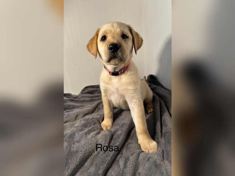 Labrador Welpen gelb, Creme, Ahnenpass, Zucht, abgabebereit