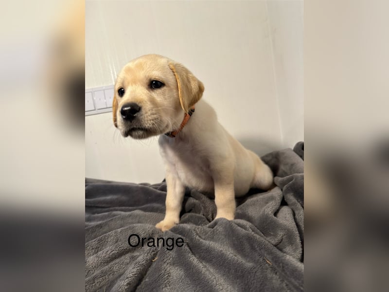 Labrador Welpen gelb, Creme, Ahnenpass, Zucht, abgabebereit