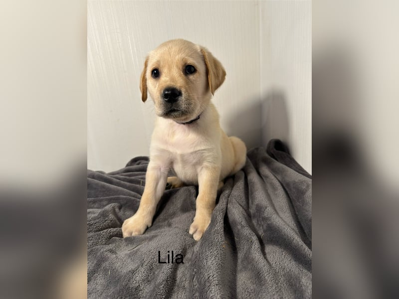 Labrador Welpen gelb, Creme, Ahnenpass, Zucht, abgabebereit