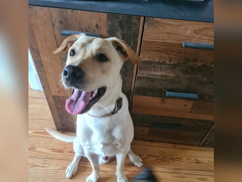 Labrador-Dobermann-Mischling sucht ein neues Zuhause
