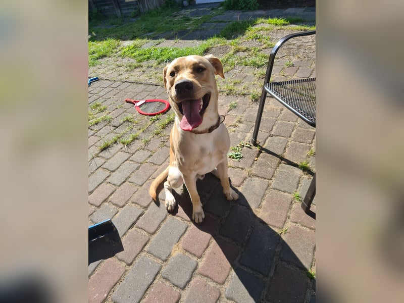 Labrador-Dobermann-Mischling sucht ein neues Zuhause