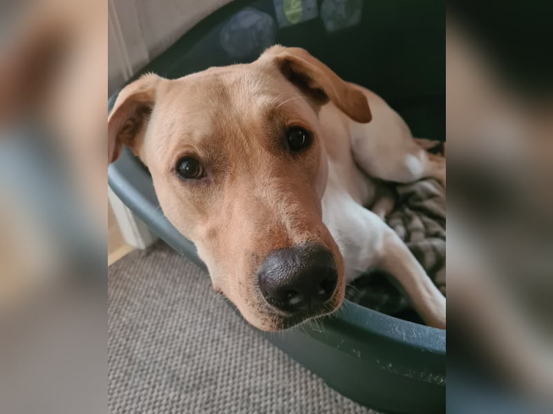 Labrador-Dobermann-Mischling sucht ein neues Zuhause