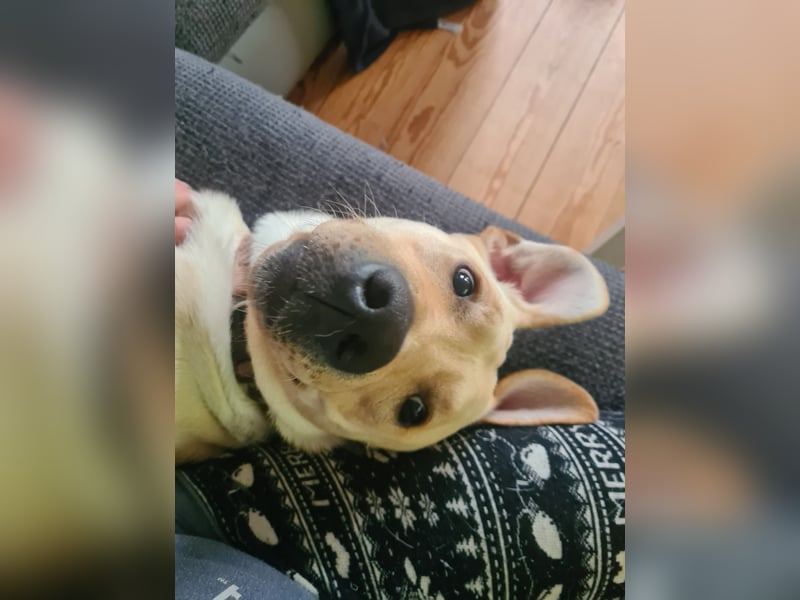 Labrador-Dobermann-Mischling sucht ein neues Zuhause