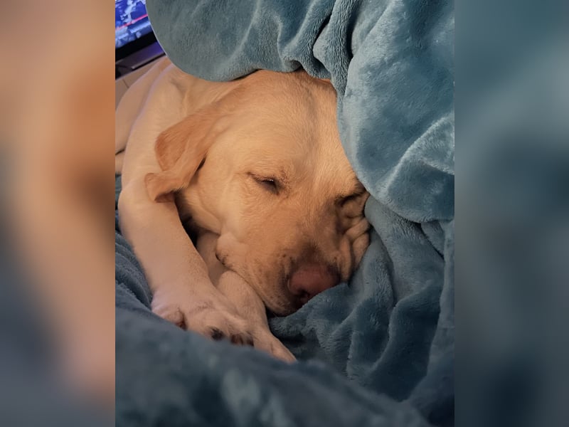 Labrador Retriever blond 5 Jahre Rüde kastriert