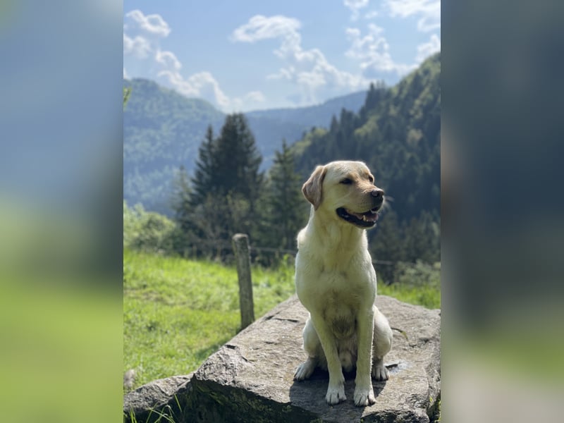 Labrador Retriever blond 5 Jahre Rüde kastriert