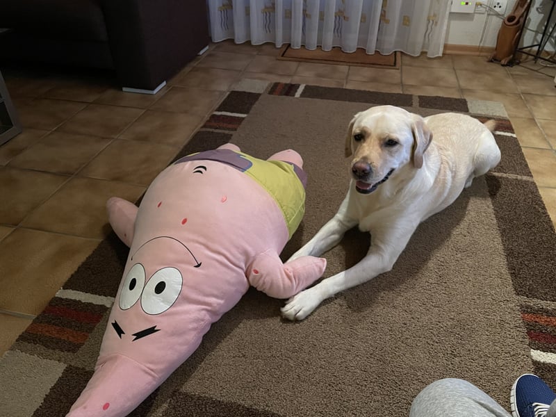 Labrador Retriever blond 5 Jahre Rüde kastriert