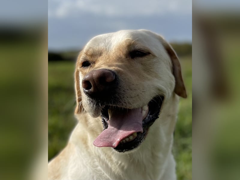 Labrador Retriever blond 5 Jahre Rüde kastriert