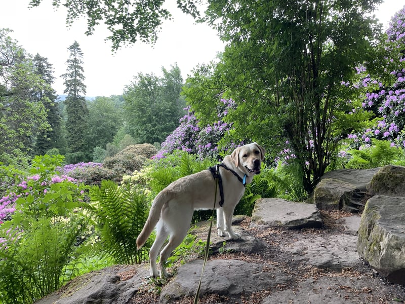 Labrador Retriever blond 5 Jahre Rüde kastriert