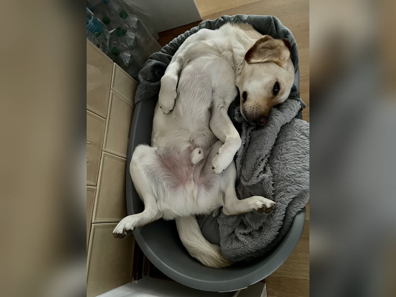 Labrador Retriever blond 5 Jahre Rüde kastriert