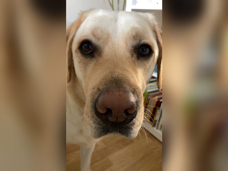 Labrador Retriever blond 5 Jahre Rüde kastriert