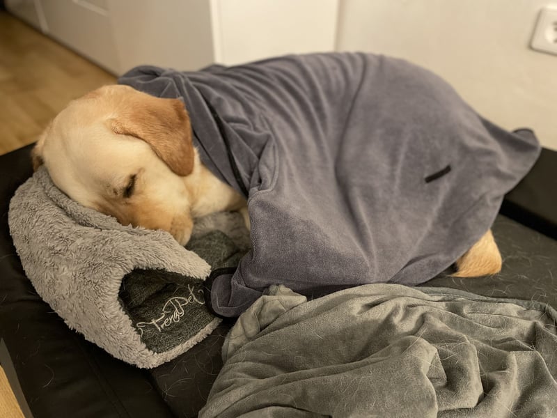 Labrador Retriever blond 5 Jahre Rüde kastriert