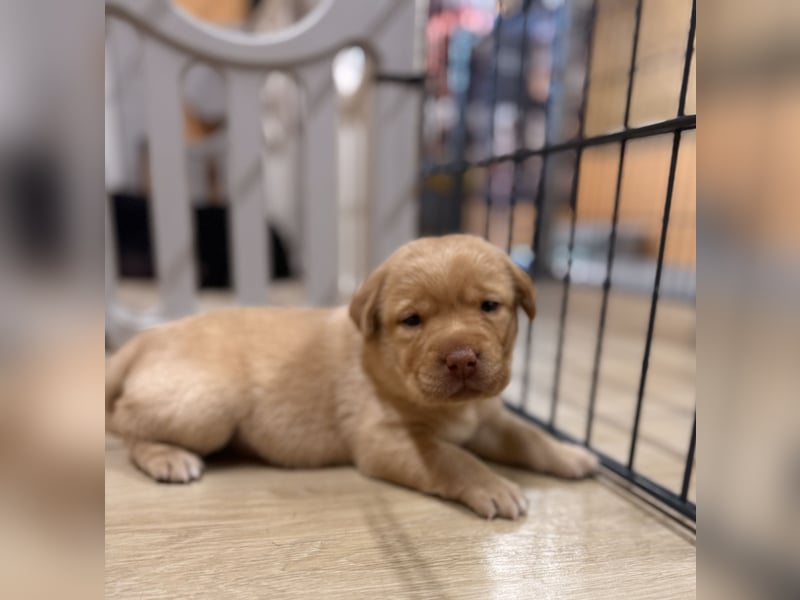 Labrador Welpen mit Ahnentafel