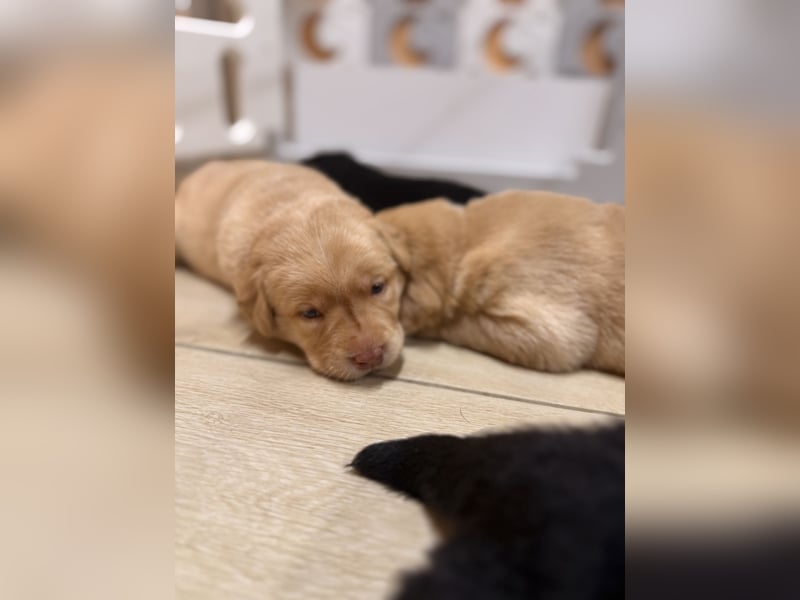 Labrador Welpen mit Ahnentafel