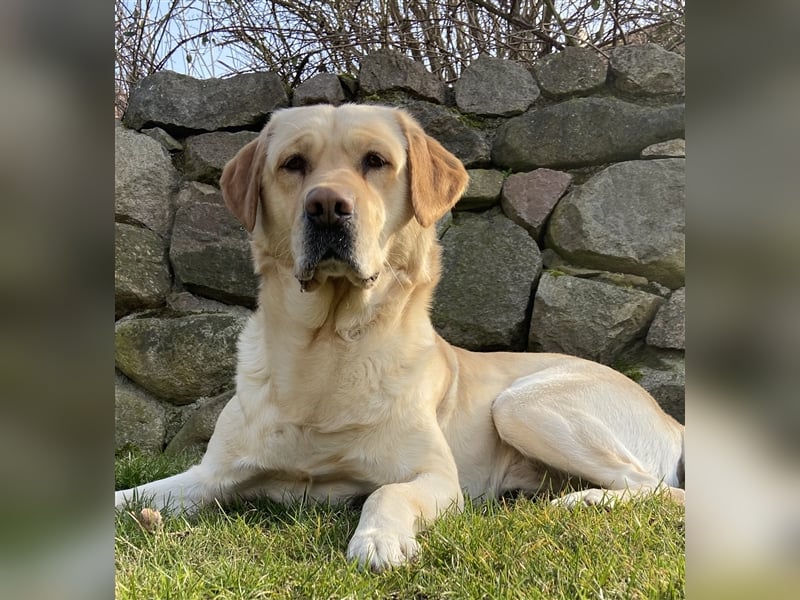 Labrador Retriever Deckrüde