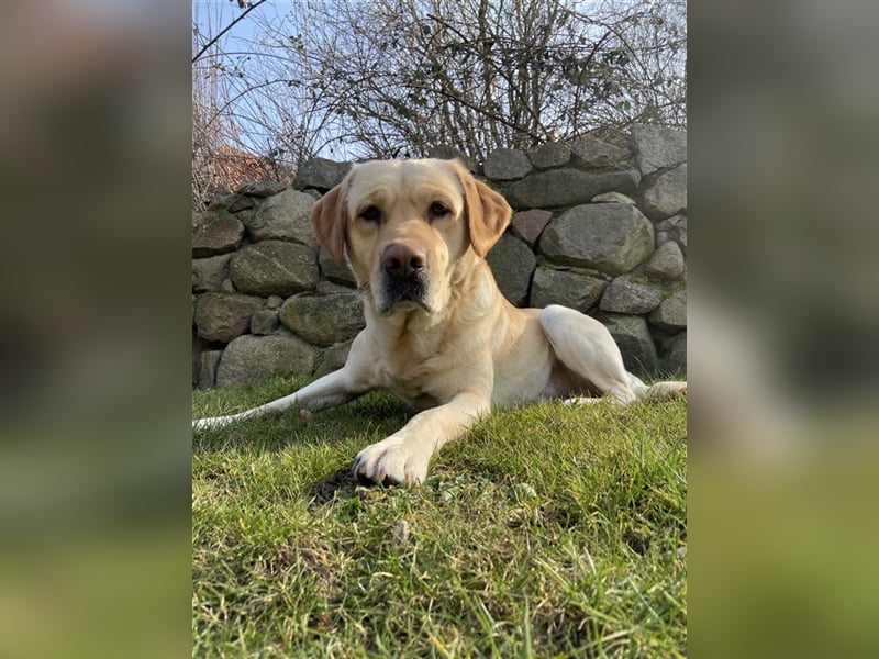 Labrador Retriever Deckrüde