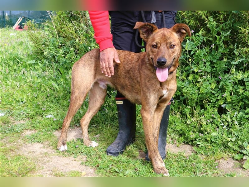 Baker, Labrador-Mix, lieb und verträglich