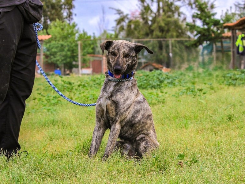 Benito, Mix Labrador / Rafeiro Alentejano, lieb und sozial