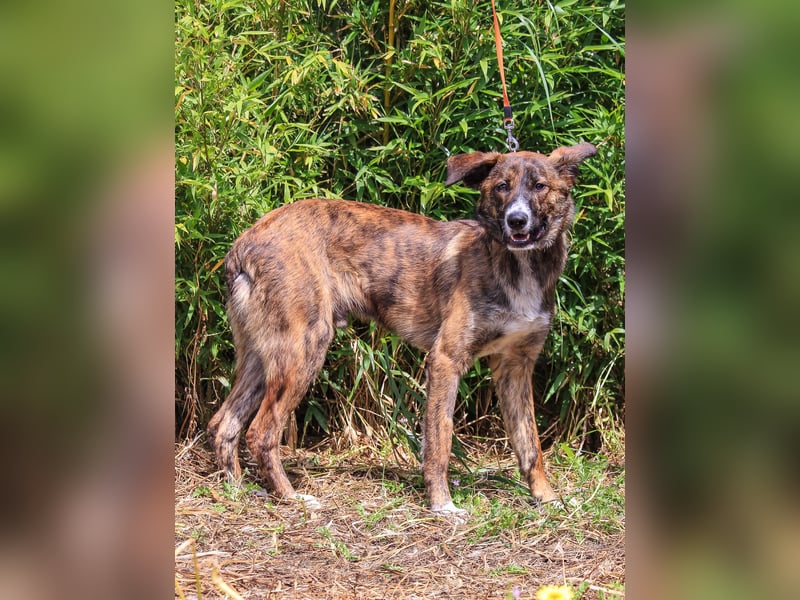Peanut, Mix Labrador / Rafeiro Alentejano, lieb und sozial