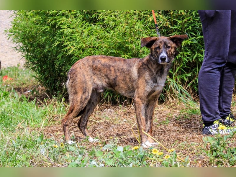 Peanut, Mix Labrador / Rafeiro Alentejano, lieb und sozial
