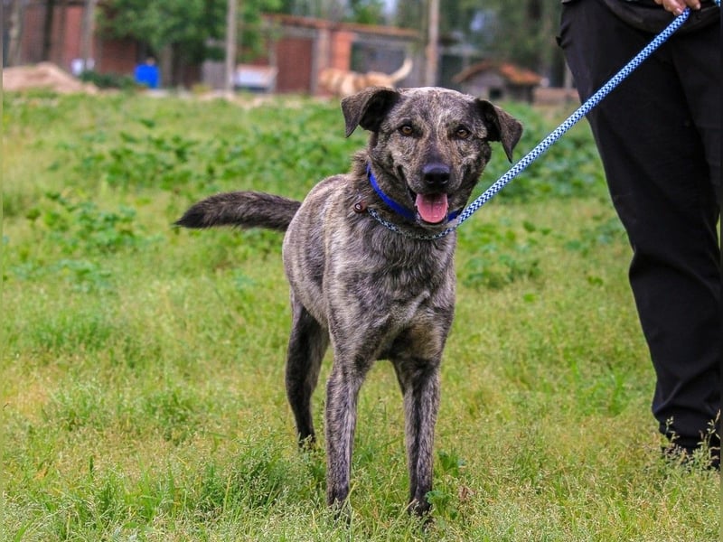 Benito, Mix Labrador / Rafeiro Alentejano, lieb und sozial