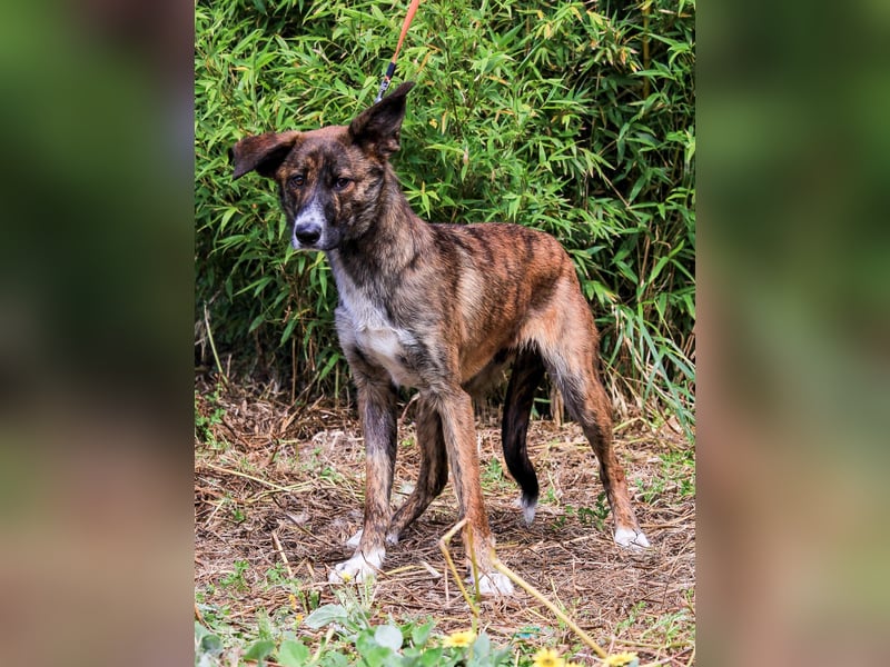 Peanut, Mix Labrador / Rafeiro Alentejano, lieb und sozial