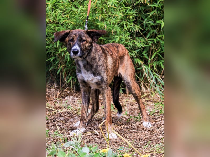 Peanut, Mix Labrador / Rafeiro Alentejano, lieb und sozial