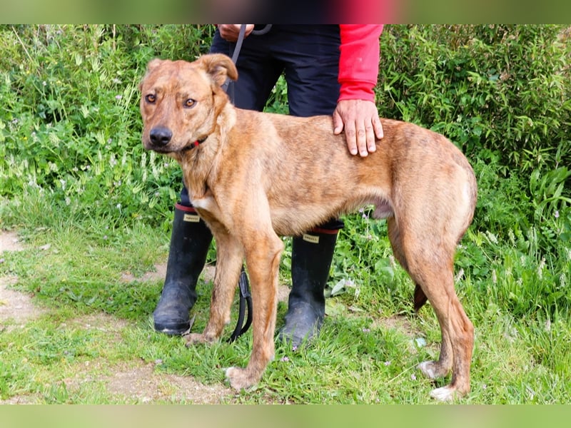 Baker, Labrador-Mix, lieb und verträglich