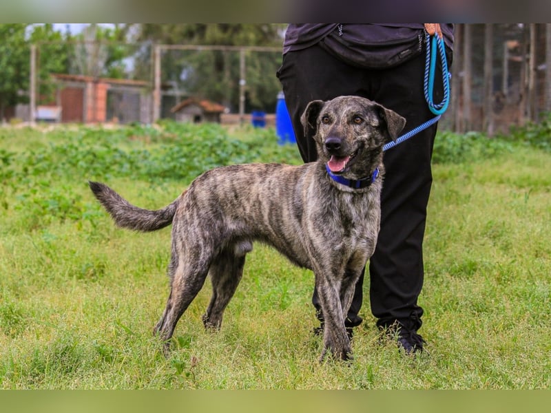Benito, Mix Labrador / Rafeiro Alentejano, lieb und sozial