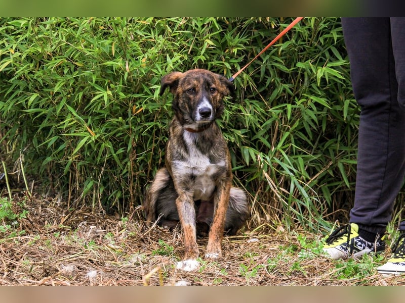 Peanut, Mix Labrador / Rafeiro Alentejano, lieb und sozial