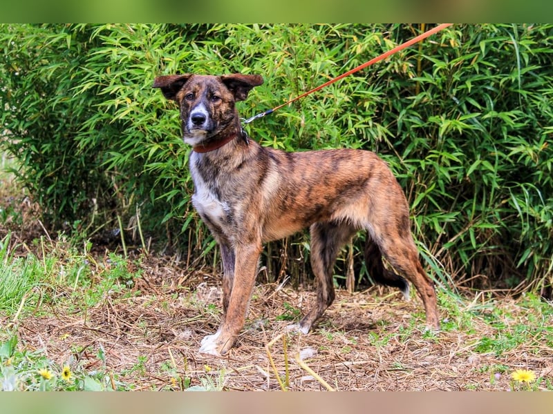 Peanut, Mix Labrador / Rafeiro Alentejano, lieb und sozial