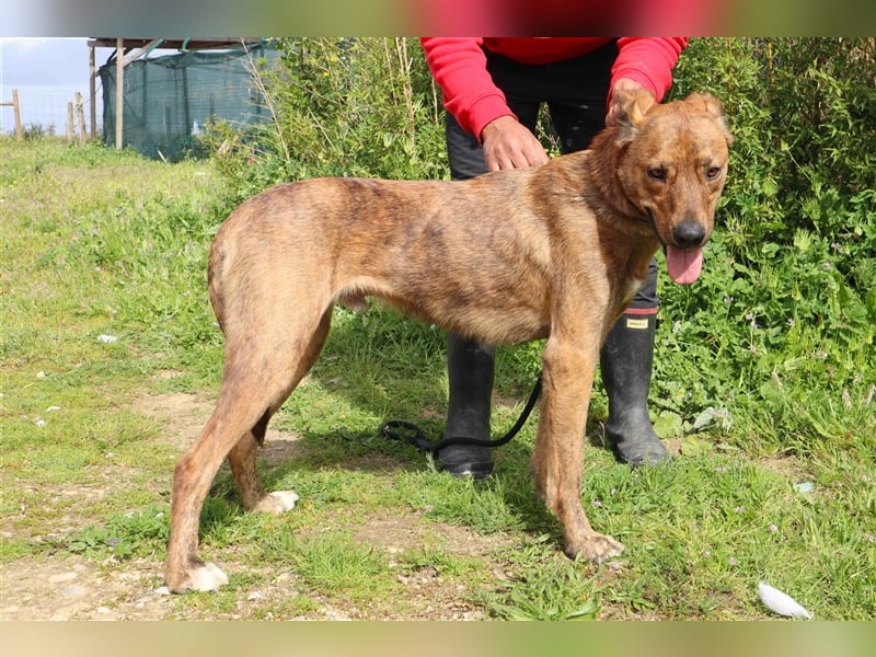 Baker, Labrador-Mix, lieb und verträglich