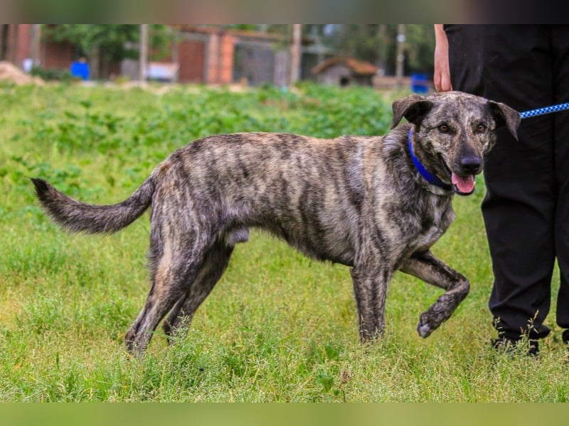 Benito, Mix Labrador / Rafeiro Alentejano, lieb und sozial