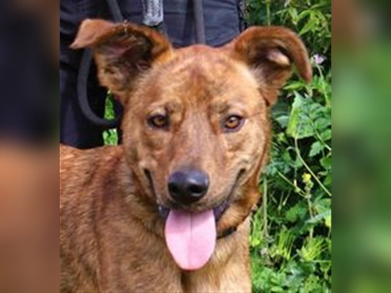 Baker, Labrador-Mix, lieb und verträglich
