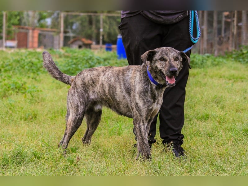 Benito, Mix Labrador / Rafeiro Alentejano, lieb und sozial