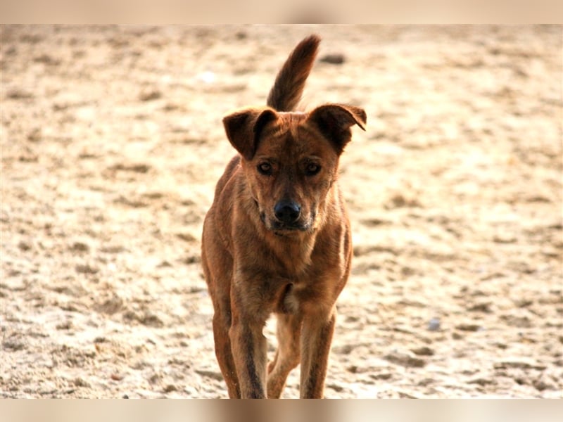 Baker, Labrador-Mix, lieb und verträglich