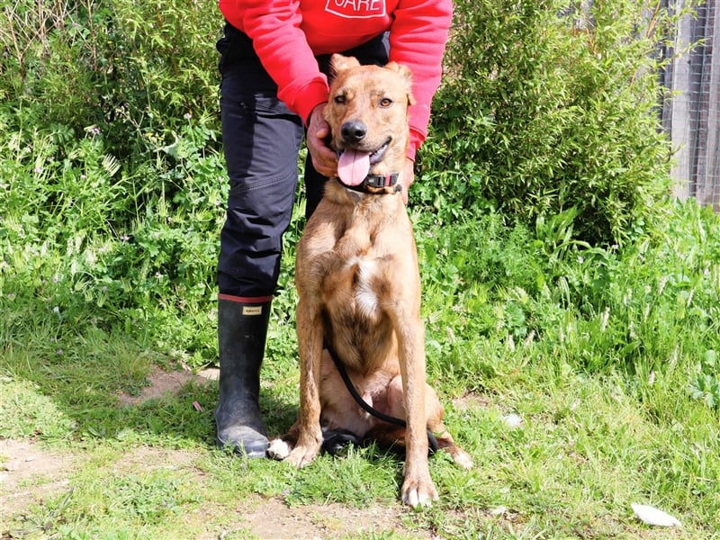 Baker, Labrador-Mix, lieb und verträglich