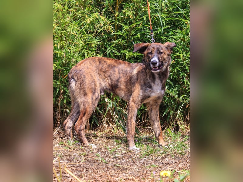 Peanut, Mix Labrador / Rafeiro Alentejano, lieb und sozial