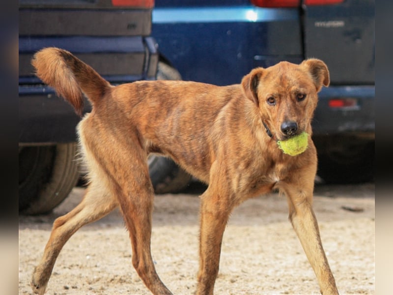 Baker, Labrador-Mix, lieb und verträglich