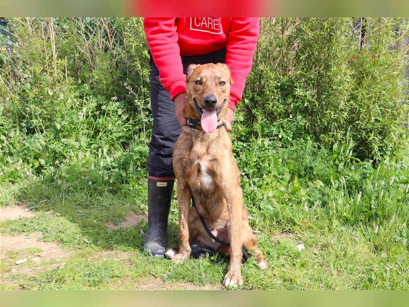 Baker, Labrador-Mix, lieb und verträglich