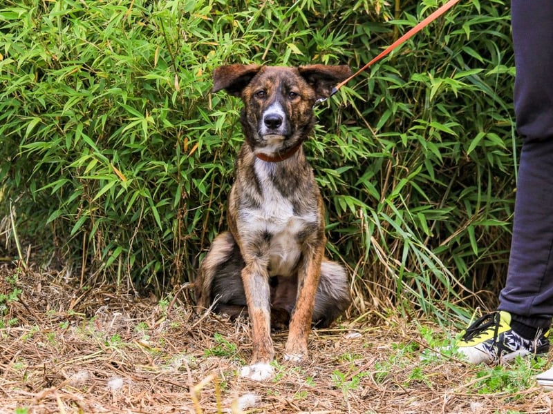 Peanut, Mix Labrador / Rafeiro Alentejano, lieb und sozial