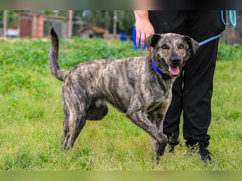 Benito, Mix Labrador / Rafeiro Alentejano, lieb und sozial
