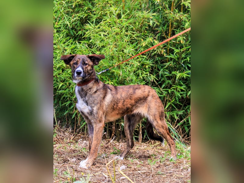 Peanut, Mix Labrador / Rafeiro Alentejano, lieb und sozial