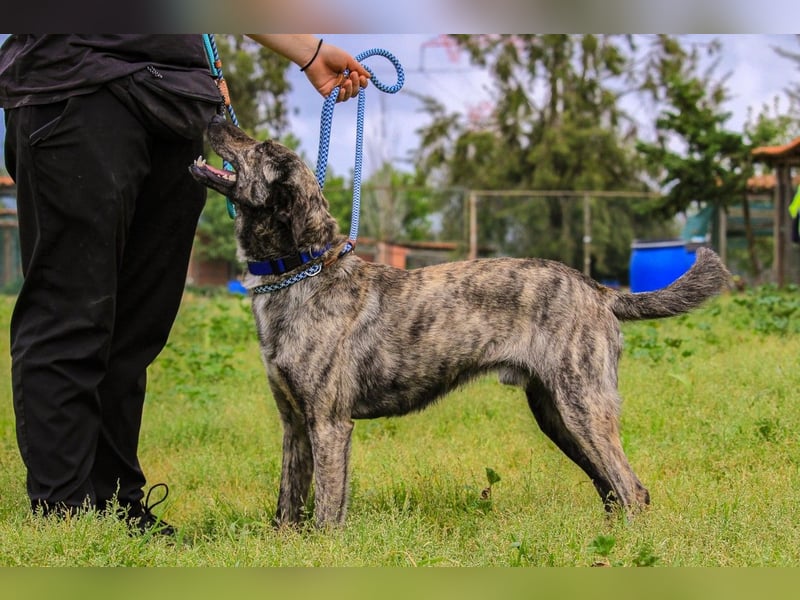 Benito, Mix Labrador / Rafeiro Alentejano, lieb und sozial